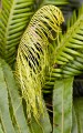 Lord Howe Island_20061211_068